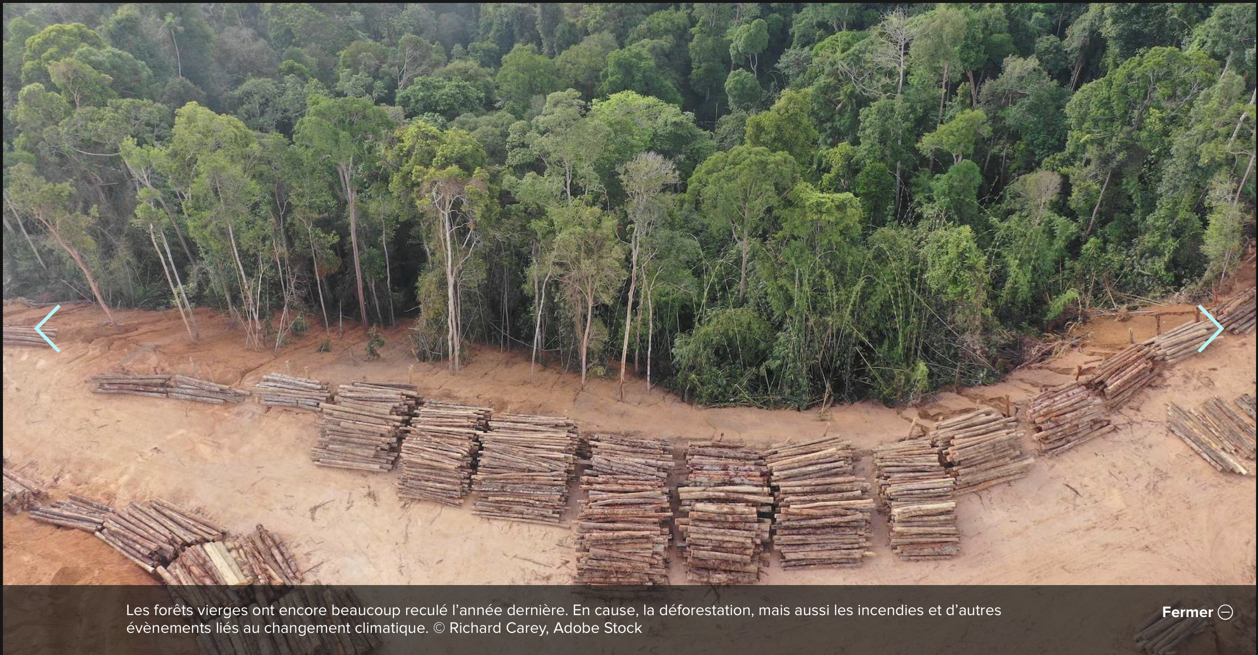 Foret d'Amazonie FuturaPlanète